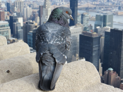 Devis pour un dépigeonnage